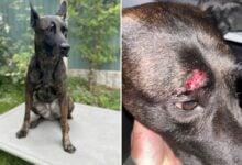 Police dog injured by rioter in Tamworth disorder