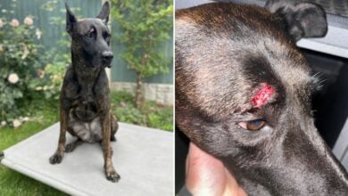 Police dog injured by rioter in Tamworth disorder