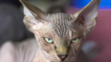 Public urged to avoid buying bullycats due to severe health issues