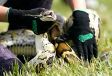 Veterans tackle Burmese pythons for Florida's and therapy