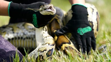 Veterans tackle Burmese pythons for Florida's and therapy