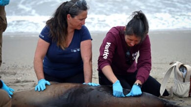 Sick Sea Lions California