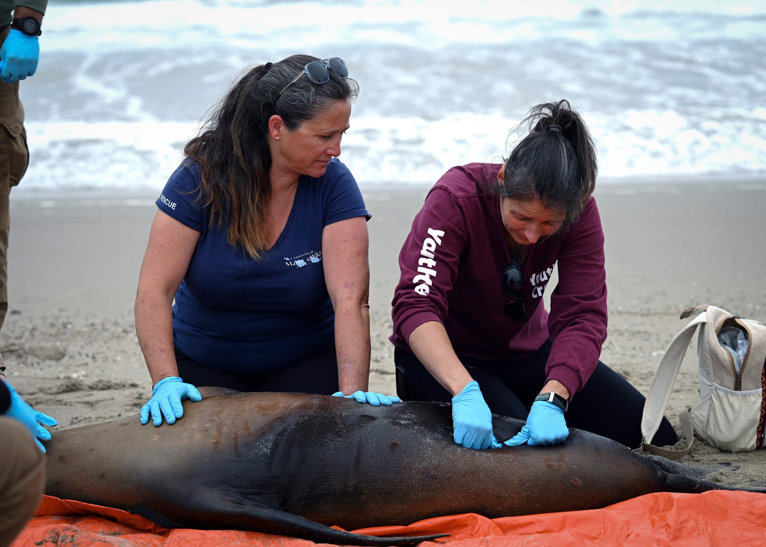 Sick Sea Lions California