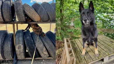 Sniffer dogs deployed at West End theatres amid drug concerns