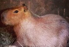 Capybara escapes Hoo Zoo, public urged to stay alert