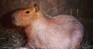 Capybara escapes Hoo Zoo, public urged to stay alert