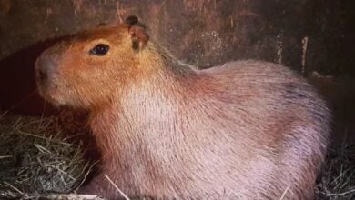 Capybara escapes Hoo Zoo, public urged to stay alert