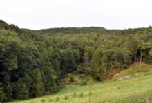 Trees stand in wooded areas alongside Interstate 75 near Livingston, Ky., Sunday, Sept. 8, 2024, as police search for a suspect in a shooting Saturday along the Interstate. (AP Photo/Timothy D. Easley).