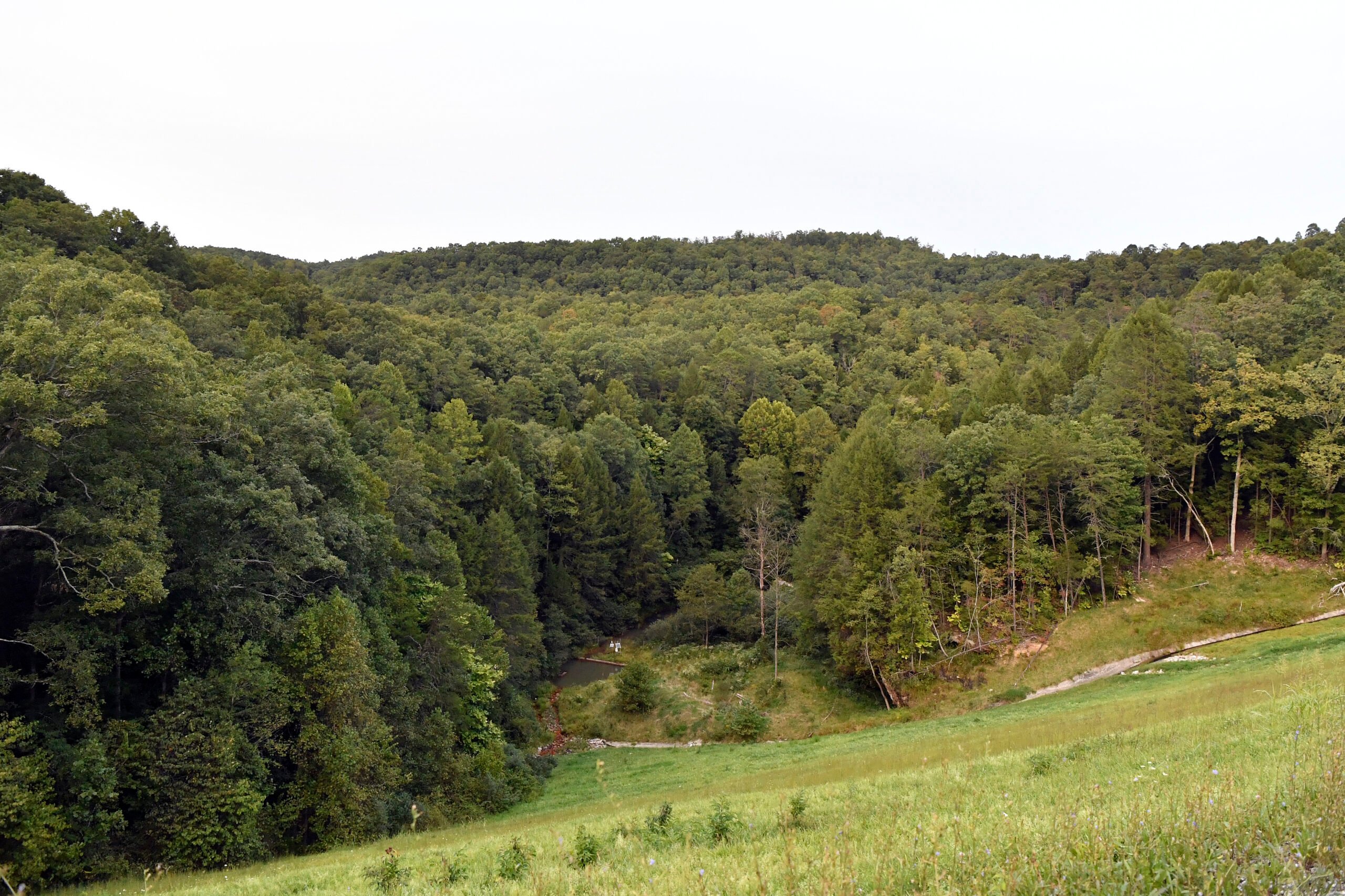 Trees stand in wooded areas alongside Interstate 75 near Livingston, Ky., Sunday, Sept. 8, 2024, as police search for a suspect in a shooting Saturday along the Interstate. (AP Photo/Timothy D. Easley).