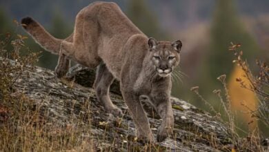 Mountain lion attacks 5-year-old boy during LA County picnic