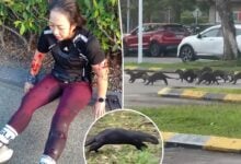 Otters attack runner in Malaysian park, leaving her bloodied