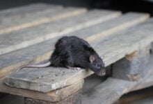 Rats plague Hull home as residents grapple with homelessness