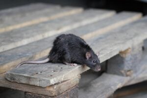 Rats plague Hull home as residents grapple with homelessness