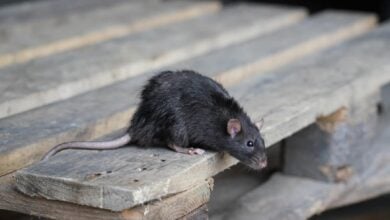 Rats plague Hull home as residents grapple with homelessness