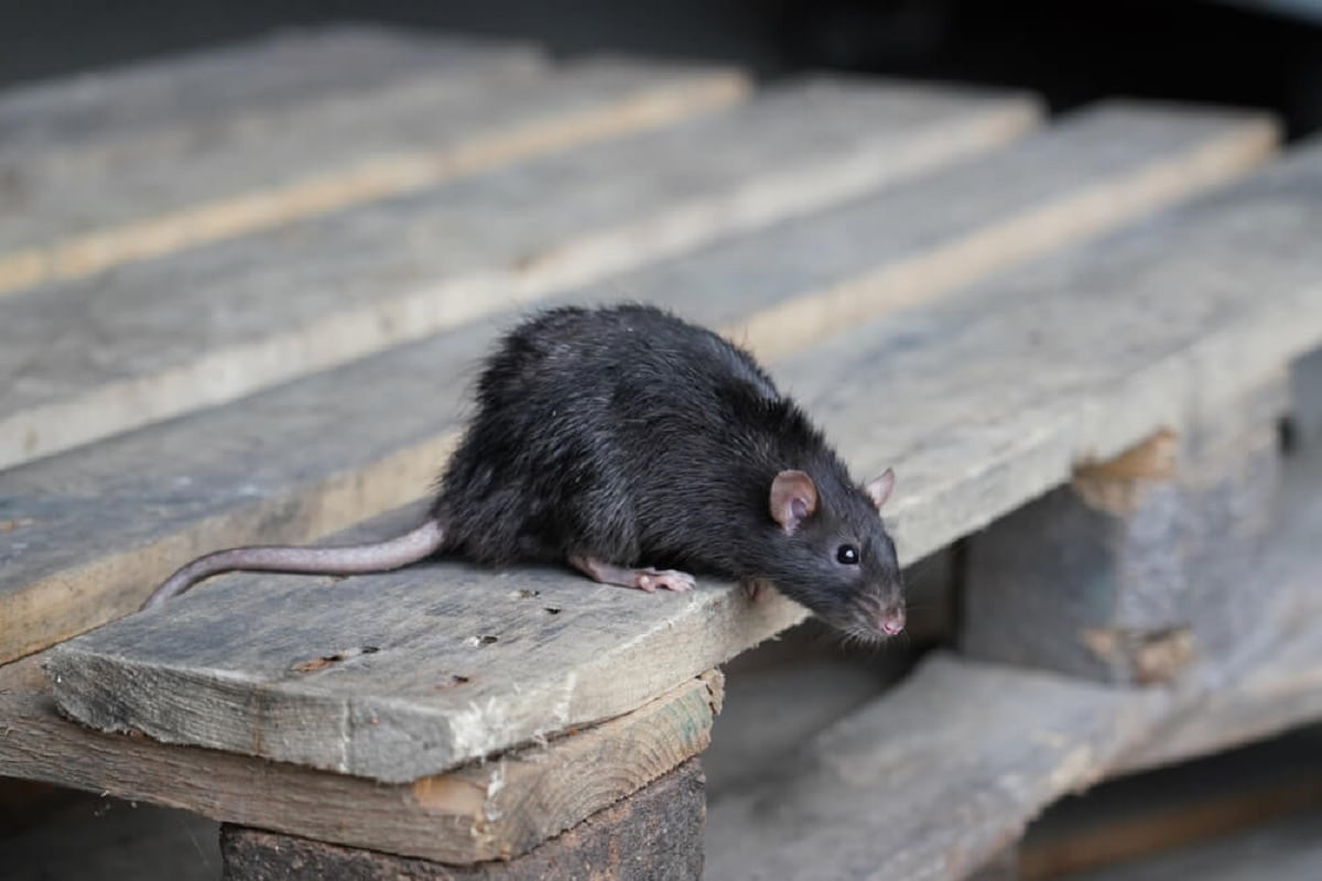 Rats plague Hull home as residents grapple with homelessness