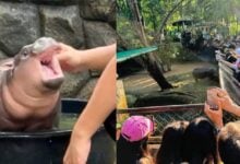 Thai baby hippo Moo-Deng harassed by fans at zoo