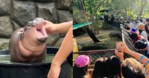 Thai baby hippo Moo-Deng harassed by fans at zoo