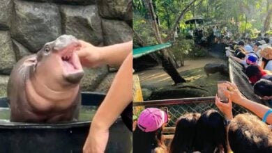 Thai baby hippo Moo-Deng harassed by fans at zoo