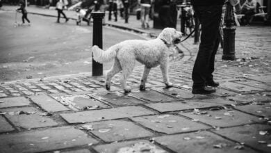 Bhim Kohli, an 80-year-old dog walker, died after an alleged assault by a group of children in a Leicestershire park.