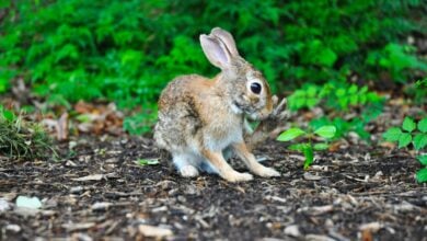 An 8-year-old boy has been fatally shot in the head and face yesterday while allegedly hunting rabbits on farmland in Warcop Cumbria. A man in his 60s was bailed after being arrested.