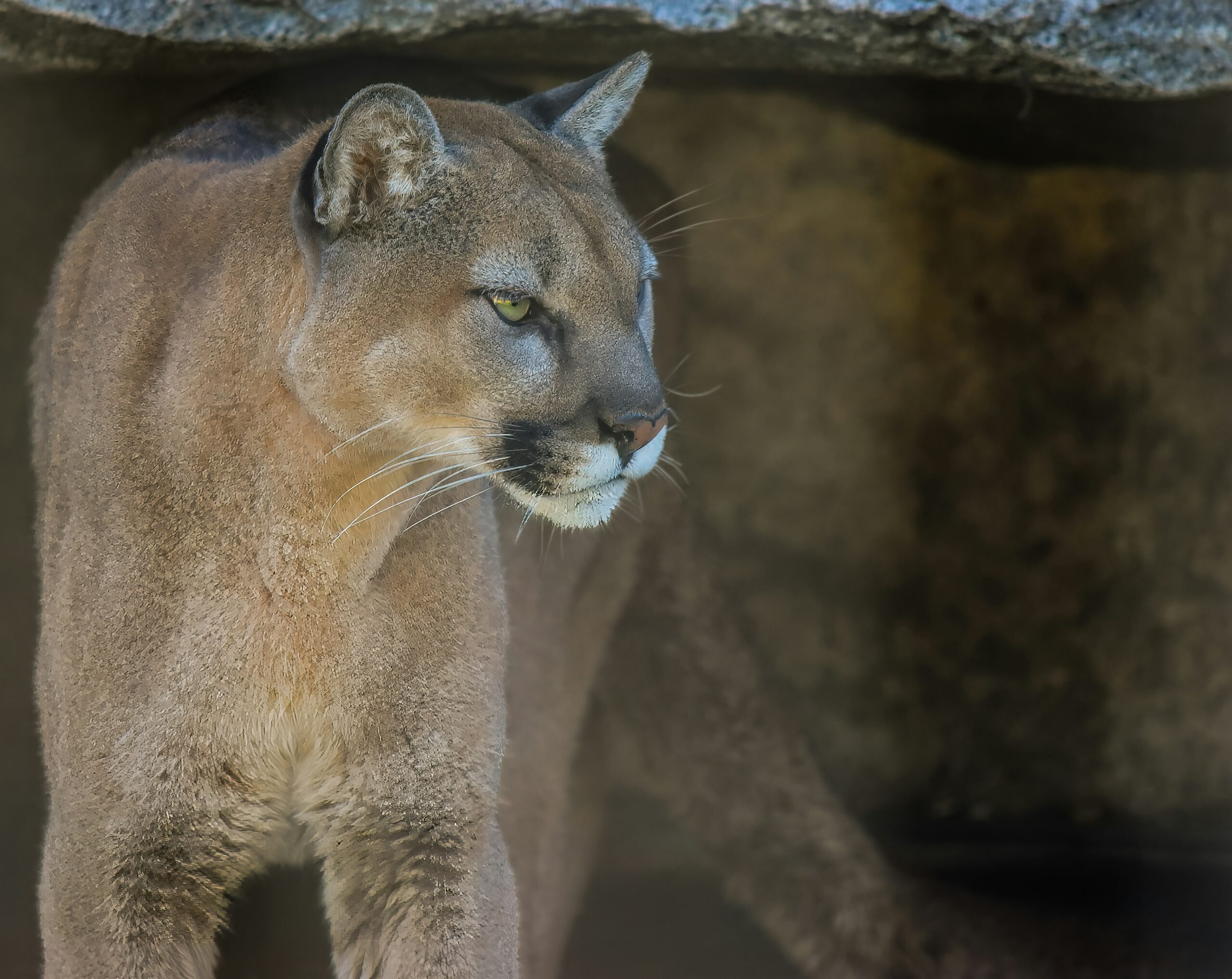 A family from Southern California experienced a frightening event during their Labor Day weekend picnic when a mountain lion attacked a 5-year-old boy and attempted to drag him into the woods.