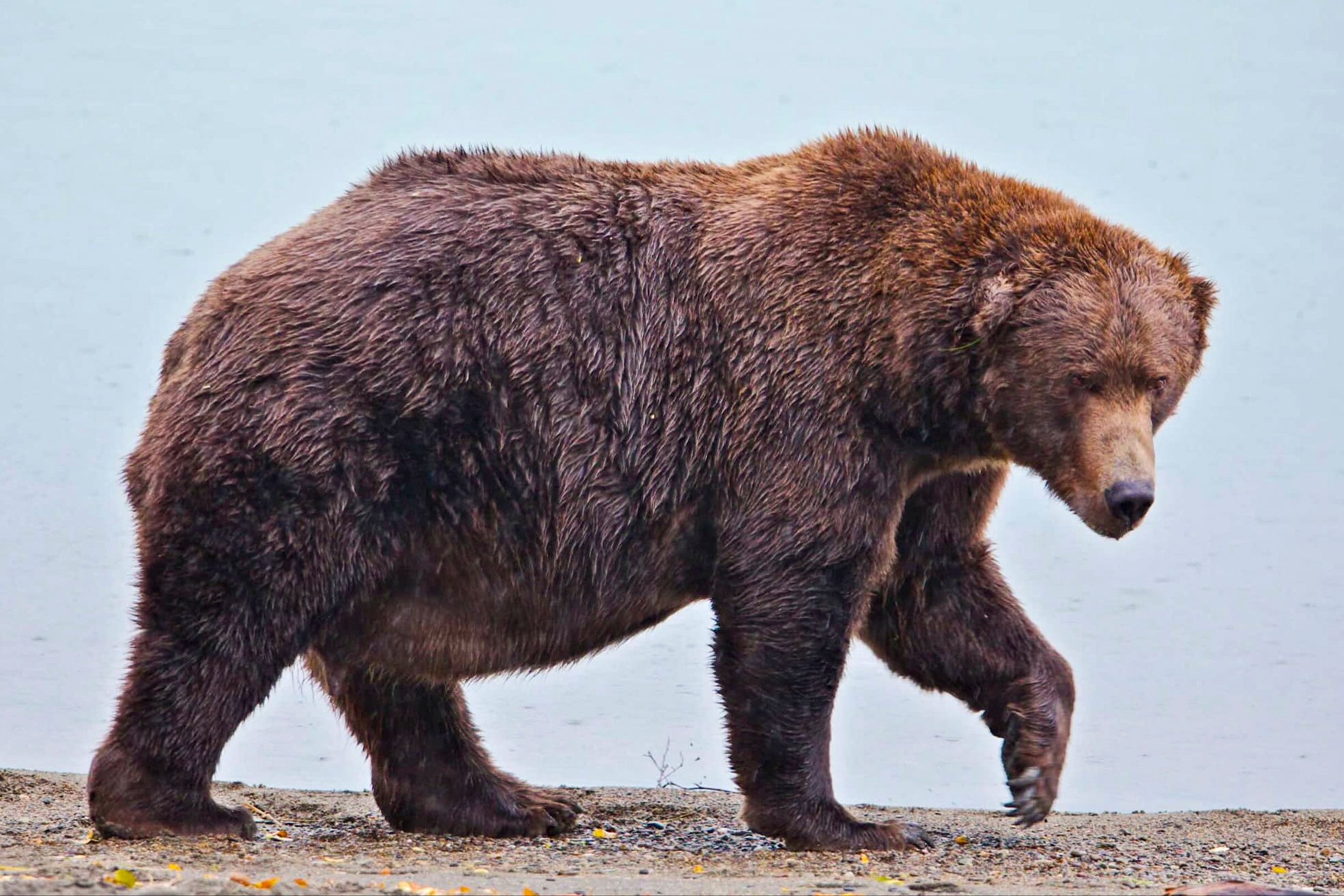 Annual Fat Bear Week kicks off in Alaska's Katmai National Park