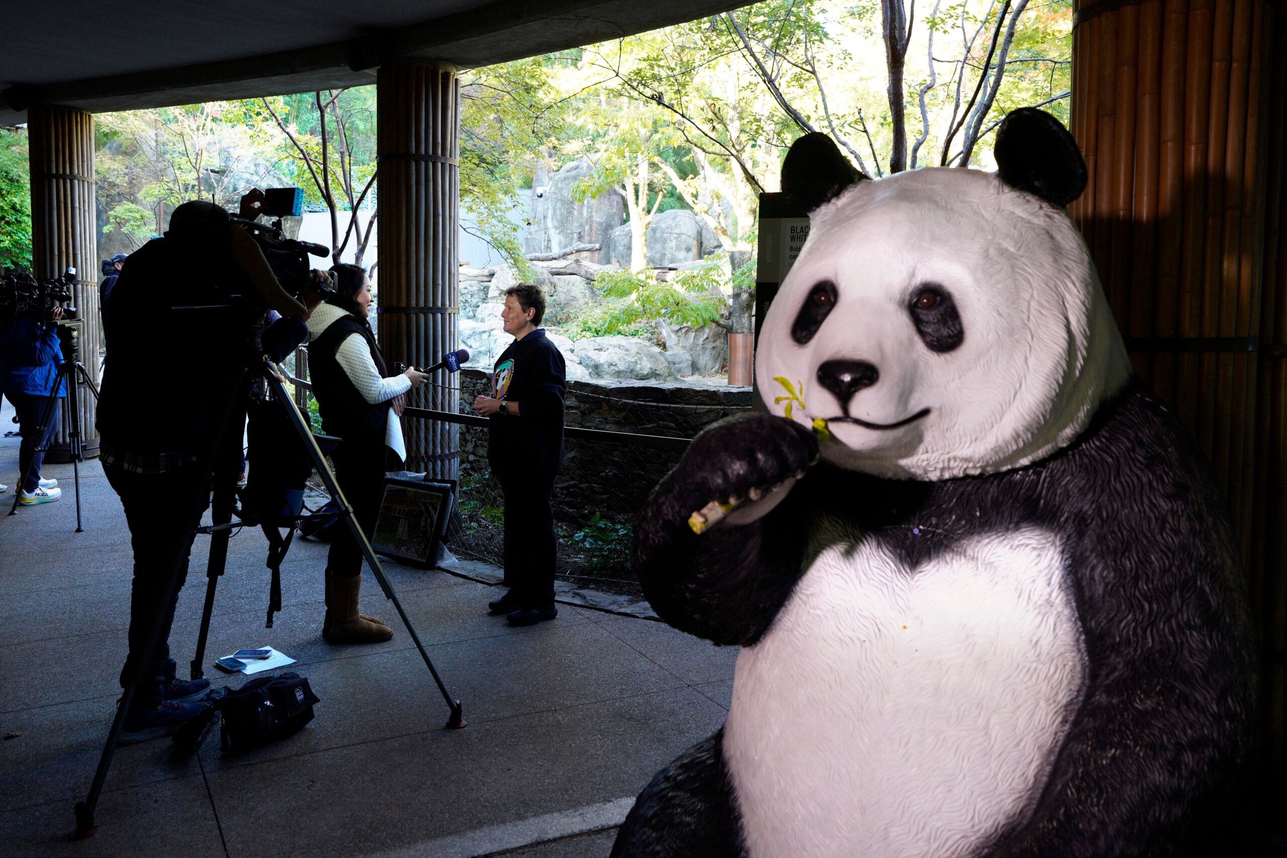 Giant pandas Bao Li and Qing Bao to debut at National Zoo