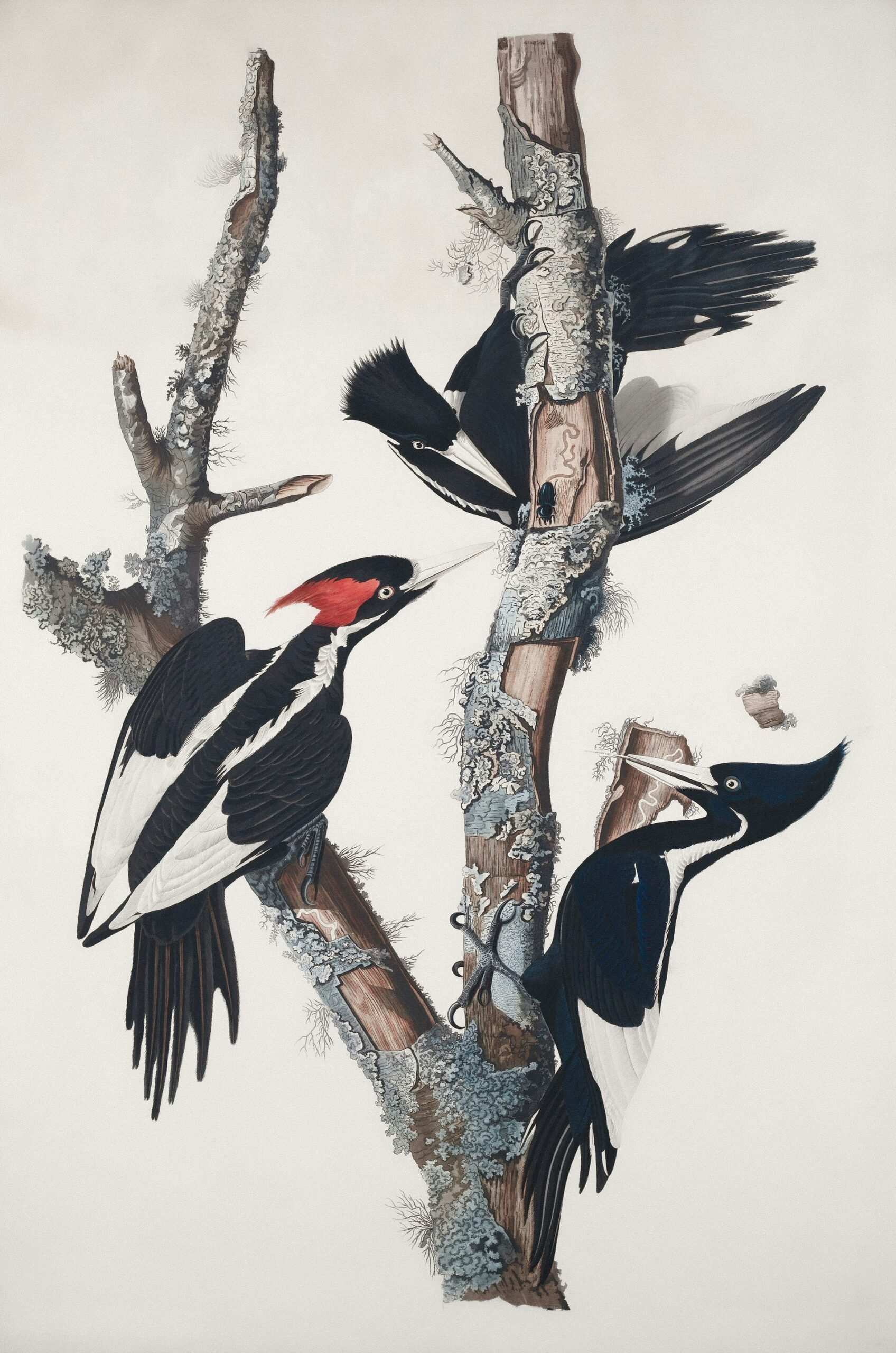 Biotech firm aims to revive extinct ivory-billed woodpecker by 2025