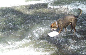 Diligent dog keeps cascade clean