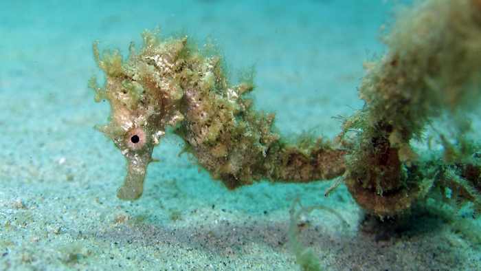 Video Report: Evaluating the profits and costs of Thailand’s rampant seahorse trade