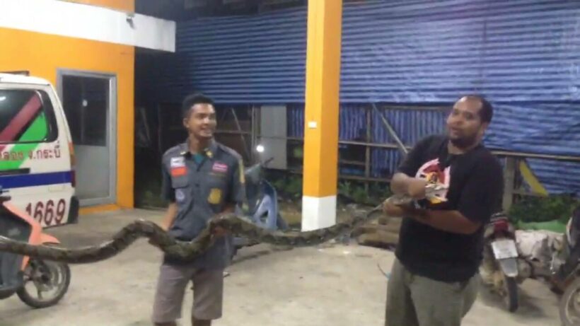 Sneaky snake slips into Krabi house