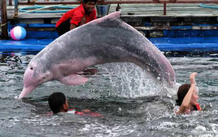 Opinion: Horrible history of dolphins in Thailand continues in Phuket