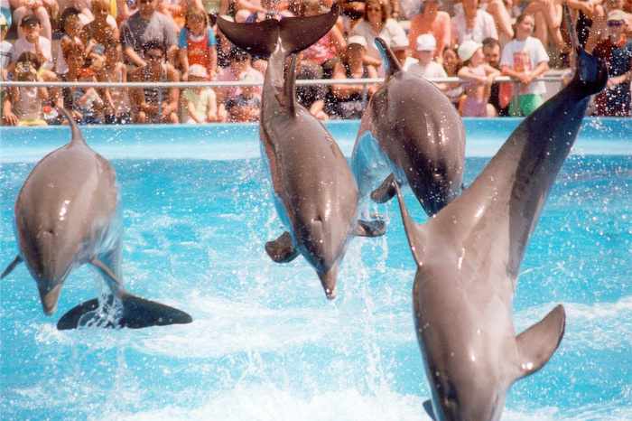 Standing together against Phuket dolphinarium