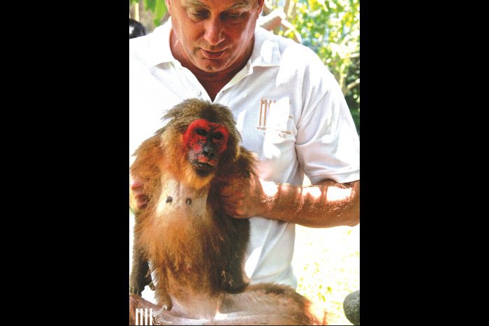 Phuket’s monkey business flouting the law