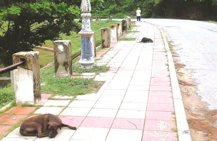 Opinion: Sterilizing Phuket strays