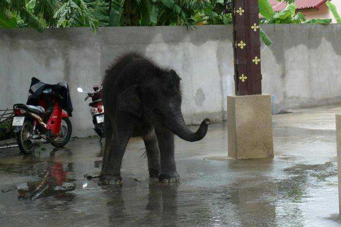 Phuket officials call meeting to halt island’s growing elephant population