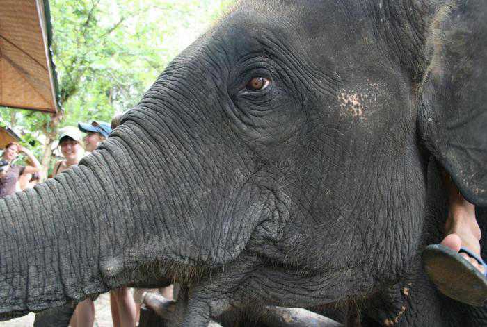 Six illegal elephants to be expelled from Phuket