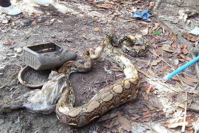 Phuket python caught devouring duck