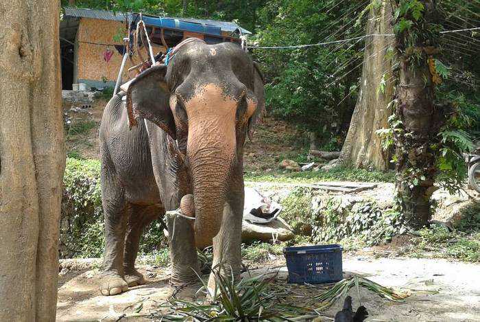 Six elephants “unsmuggled’ from Phuket