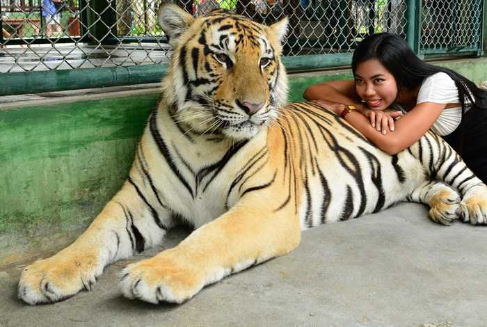 Australian tourist mauled by Phuket tiger