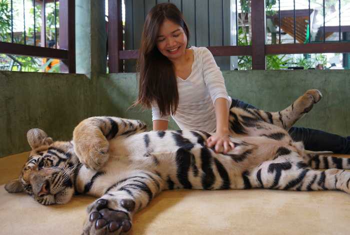 Phuket tiger’s protective nature blamed for attack