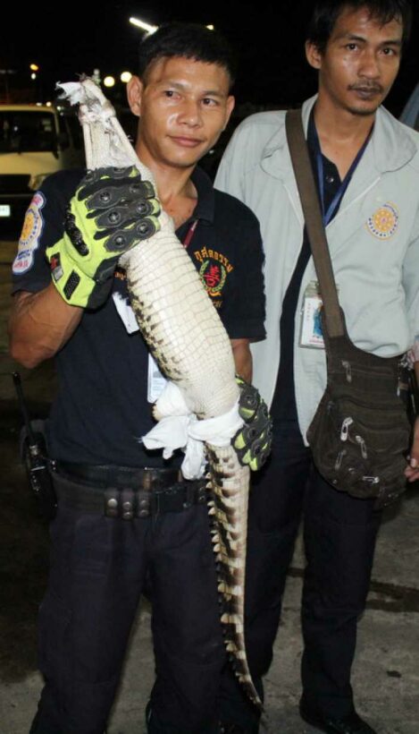 Baby crocodile caught in Phuket backyard