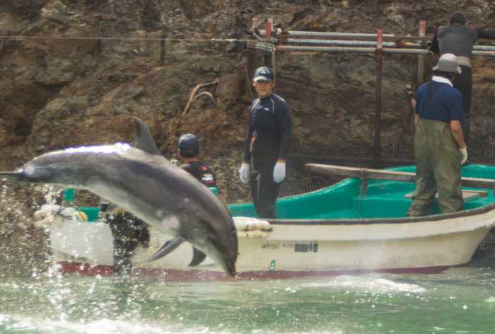 Poll: 98% of tourists against Phuket dolphinarium [video] | Thaiger