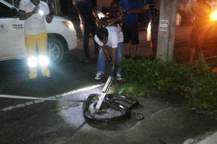 Save the pooches: 15-kilogram python captured in Phuket