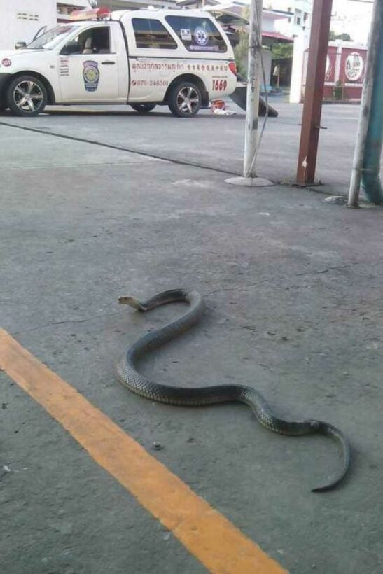 Cobra caught creeping near Phuket school