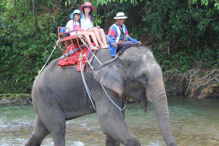 Elephant tramples handler to death, runs into jungle with Russian tourists