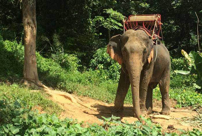 Bull elephant beats handler to death in Phuket