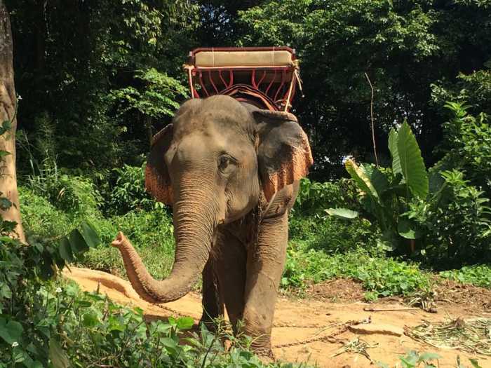 Killer elephants to return to jungle treks