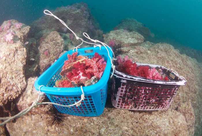 Coral poachers pounce on Phi Phi, south of Phuket