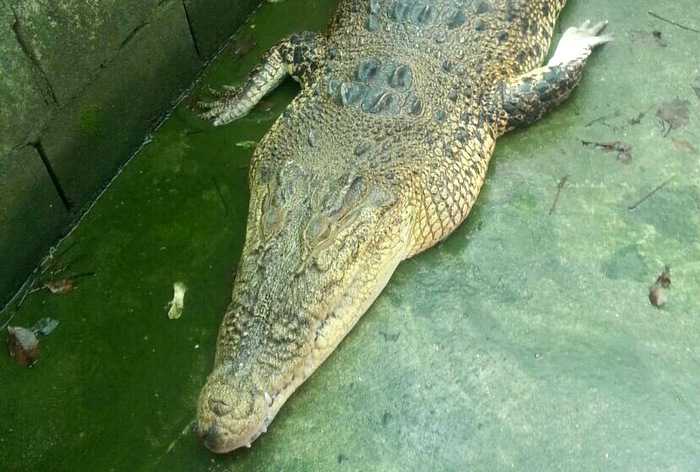 Illegal croc north of Phuket lands owner in hot water